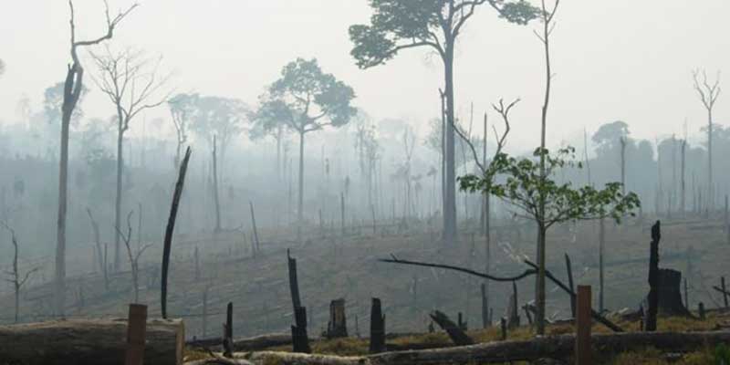 Deforestation for the Production of Commodities Persists in Brazil and in the World