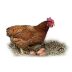 Animal Welfare – Laying Hens