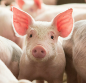 PigPhoto_png__560×375_