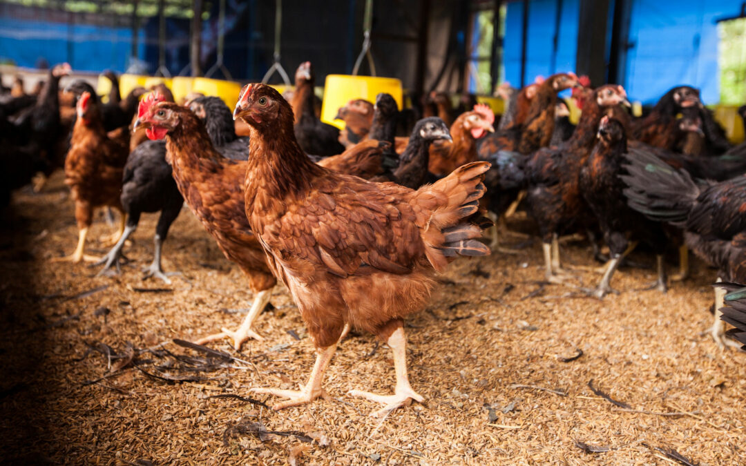 ANIMAL WELFARE TOOLKITS