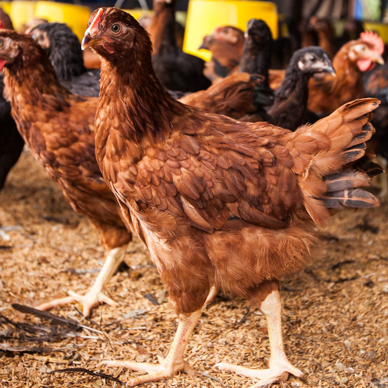chicken-farm_215247685_jpg