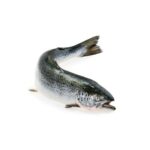 Animal Welfare – Farmed Salmon