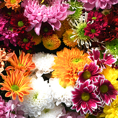 Flowers,Wall,Background,With,Amazing,Red,orange,pink,purple,green,And,White,Chrysanthemum,Flowers