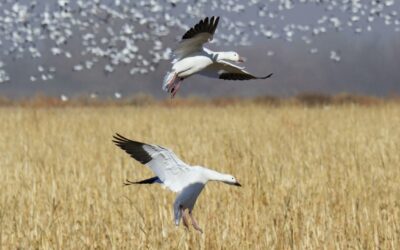 National Fish and Wildlife Foundation’s Farmers for Soil Health Partnership Announces $13.6 Million in New Grants