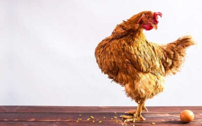 Does Sustainability Lead to Better Companies?