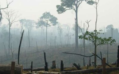 Deforestation for the Production of Commodities Persists in Brazil and in the World