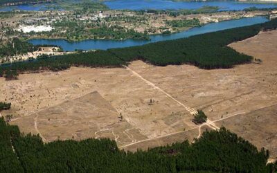 Deforestation: When should I panic?