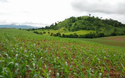 Agriculture Drove Recent Record-Breaking Tree Cover Loss