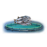Animal Welfare – Farmed Fish