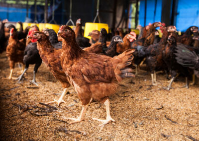 ANIMAL WELFARE TOOLKITS