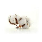 Cotton Products