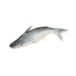 Farmed Basa or Swai