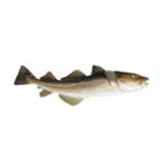 Farmed Cod