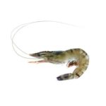 Farmed Shrimp