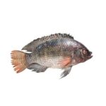 Farmed Tilapia