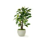 Garden flowers, ornamentals, and plants