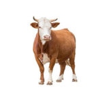 Beef