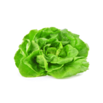Lettuce and Salad Greens