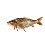 Other Farmed Fish