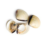 Other Farmed Shellfish