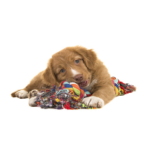 Other Pet Toys