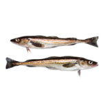 Other Wild-caught Fish