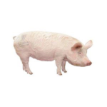 Pork