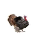 Turkey