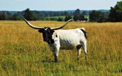 THE NEW RESILIENT AGRICULTURE ACCELERATOR FUND IS ESTABLISHED TO SCALE-UP VOLUNTARY REGENERATIVE AGRICULTURE IN THE U.S.